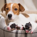 Obligaban a su perro a consumir drogas