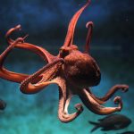 Trivia – ¿Cuantos corazones tiene un pulpo?