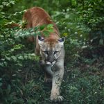 Mujer adopta puma salvaje al pensar que era un gato
