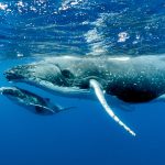 Animales en peligro de extinción