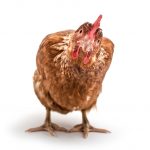 ¿Qué fue primero, el huevo o la gallina? Parece que ya existe la respuesta