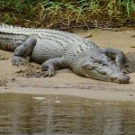 Advierten que tirar drogas al inodoro puede crear adicción en caimanes