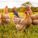 Un grupo de gallinas se unió para atacar un zorro