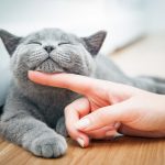 Esconden gato para que vea por última vez a su dueño en el hospital