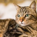 ¿Sabías que tu gato es un cazador de élite?