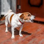 ¿Por qué los perros mueven la cola?