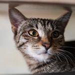 El gato más caro del mundo cuesta 23 mil dólares