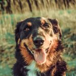 Perrita se queda afuera de su casa y toca el timbre para que le abran