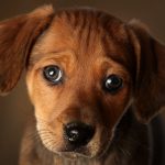 Nueva York prohibirá la venta de perros, gatos y conejos en tiendas de mascotas