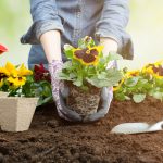 4 de mayo – Consejos para un jardín envidiable