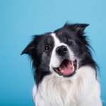 10 mil perros participarán en estudio para combatir el envejecimiento
