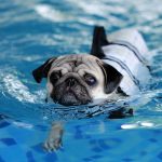 Un perro que nadó 136 millas es rescatado en plataforma petrolera