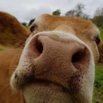 Tudder, la aplicación estilo Tinder para vacas y toros