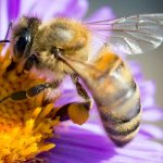 Curiosidades sobre las abejas que te dejarán con la boca abierta