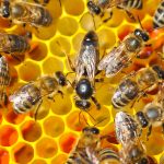 Descubren una colonia de casi 100,000 abejas viviendo en la pared de un dormitorio
