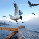 Gaviotas no dejan que abuelos salgan de su casa