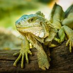 Motivan a los ciudadanos de la Florida a matar a las iguanas