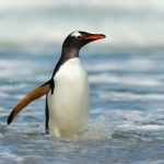 Aseguran que existían pingüinos del tamaño de un humano