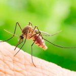 Descubren un mosquito que podría transmitirte hasta 22 tipos de virus