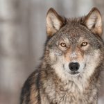 ¿Por qué aúllan los lobos?