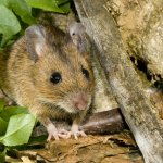 ¿Qué es el hantavirus?