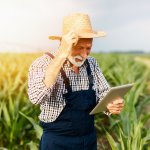 Agricultores están tumbando sus cosechas y vendiendo vacas a causa de la extrema sequía