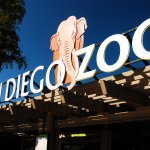 Zoológico de San Diego vacunó a nueve simios