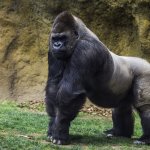 Los gorilas del zoo de San Diego se recuperan totalmente de Covid-19