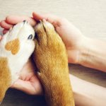 ¿Tu perro no lo aprueba a tu pareja?