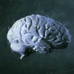 Implante cerebral permite comunicación bilingüe en personas paralizadas