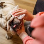 De esta manera lograras que tu perro orine en un solo lugar