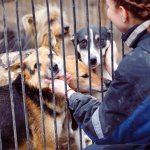 Todo el mundo quería un cachorro cuando empezó la pandemia, pero ahora esos perros están siendo devueltos