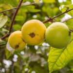 Frutas exóticas de América del Sur que te dejarán boquiabierto