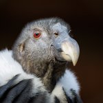 Nacieron polluelos de cóndor californiano sin ser fecundados por un macho