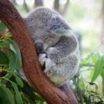 Clamidia del koala