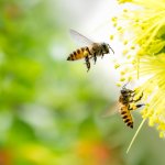 En Wisconsin: Guardan los cortacéspedes para complacer a las abejas