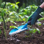 Abusos laborales a hispanos en Ostrom Mushroom Farms