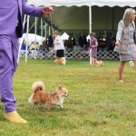 Best in Show: Esta noche sabremos quién es el mejor perro