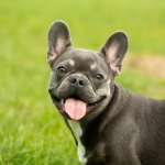 Los perros saben contar los premios, según la ciencia