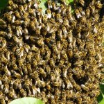 Seis personas murieron por un ataque de abejas asesinas