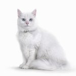 Universidad de Vermont otorga doctorado honorífico a famoso gato de redes sociales