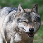 Nacen los primeros animales “desextinguidos” del mundo